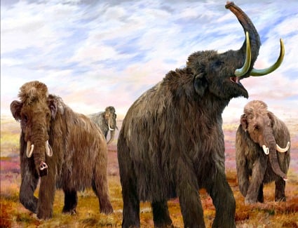 Mammoths Ice Age Giants at the Natural History Museum, London