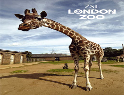 Book a hotel near Regents Park and London Zoo