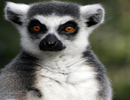 Buchen Sie ein Hotel in der Nähe von Battersea Park Childrens Zoo