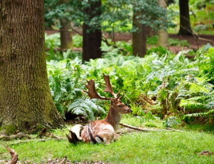 Book a hotel near Richmond Park