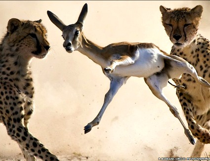 Wildlife Photographer of the Year, London