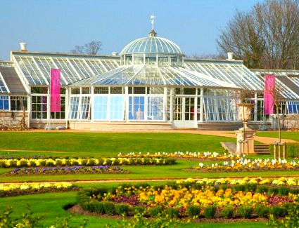 Camellia Festival, London