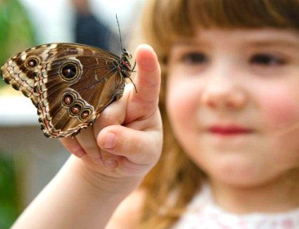 Sensational Butterflies, London