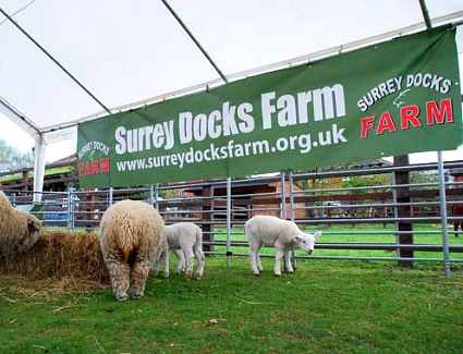 Surrey Docks Farm, London