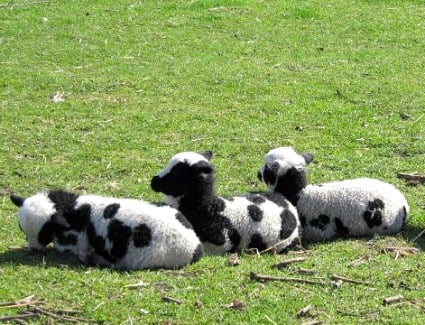Stepney City Farm, London