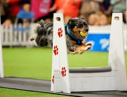 Discover Dogs at Earls Court Exhibition Centre, London