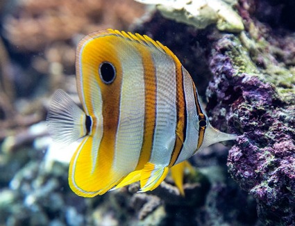 Coral Reefs Secret Cities of the Sea Exhibition at Natural History Museum, London