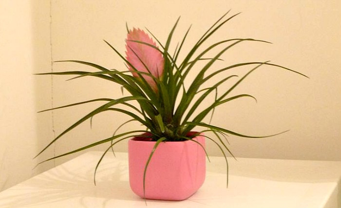 Pot at New Town Apartments