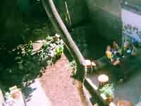 Garden at OCallaghans Hostel