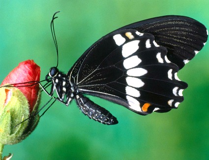 Book a hotel near Butterfly and Insect World