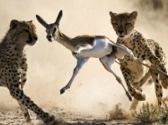 Wildlife Photographer of the Year