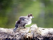 Bird watching, Hampstead Heath