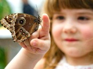 Sensational Butterflies