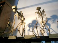 Grant Museum of Zoology