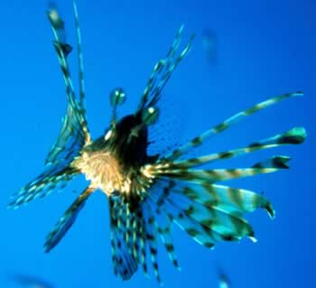 Zarezerwuj hotel w pobliżu London Aquarium